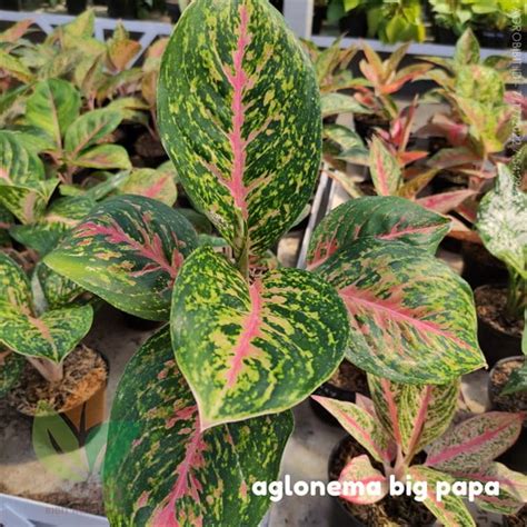 Jual Tanaman Hias Aglaonema Big Papa Agro Bibit ID