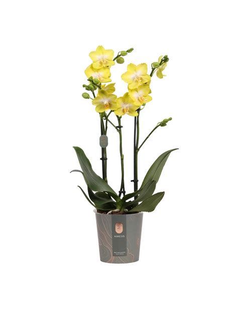 Orkidé Phalaenopsis hybrid mult Geel Ø12 cm potte Plantorama