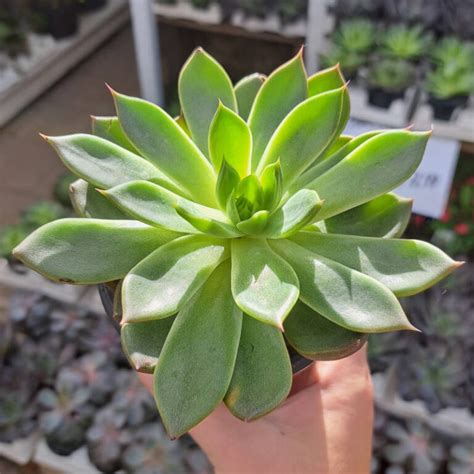 Echeveria Jardins Zeillinger Botanix