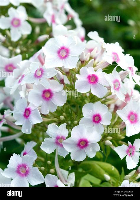 PHLOX PANICULATA EVA CULLUM Stock Photo Alamy