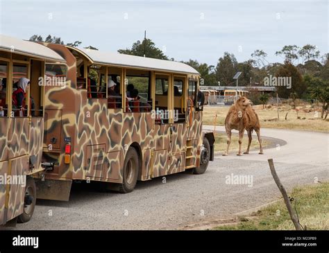 Camel Standing In Front Of A Safari Bus At Werribee Zoo Stock Photo Alamy