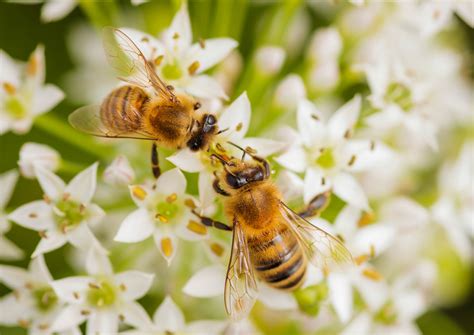 Protect natural bee habitats - Live Well Appalachia