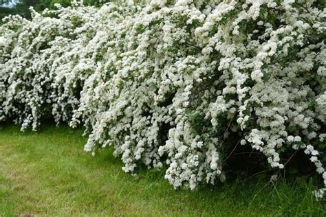 List Of Stunning Flowering Shrubs