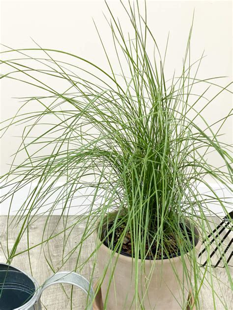 Pink Muhly Grass Plantvine