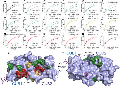 Functional Analysis Of Full Length Adamts13 Cub1 2 Mutants A Download Scientific Diagram