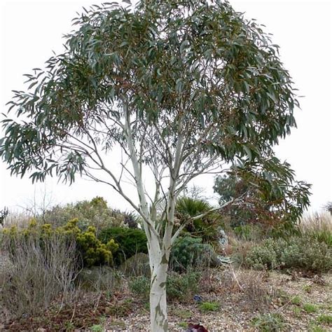 Eucalyptus Niphophila Gommier Des Neiges Arbre Persistant Rustique