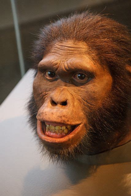 National Museum Of Natural History Hominid Species Species Human