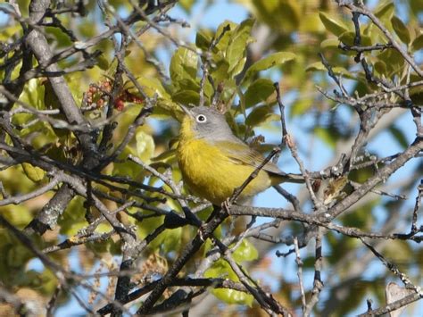 Nashville Warbler Peterschneekloth Flickr