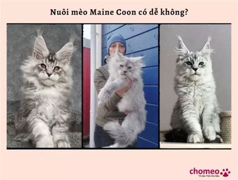 Mèo Maine Coon | Bảng Giá & Thông Tin Chi Tiết