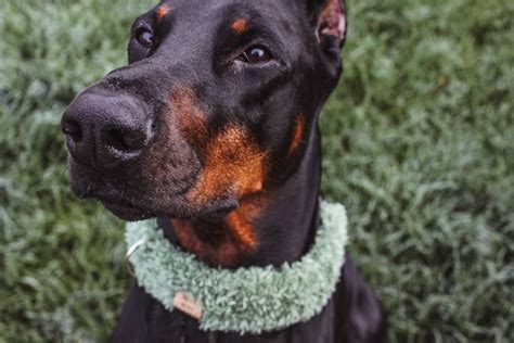 Plush Collars Faux Fur Pet Collar Knitted Made To Order Etsy