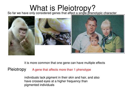 Ppt Genetics Unit Review Powerpoint Presentation Free Download Id