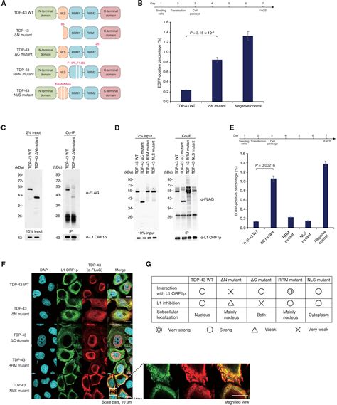 Tdp Safeguards The Embryo Genome From L Retrotransposition