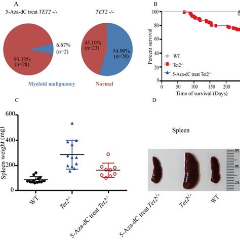 Salvage Effect Of 5 Aza Dc For Tet2 Myeloid Malignancies A Download Scientific Diagram