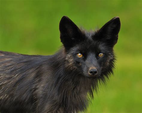 Silver Fox Photograph by Tony Beck
