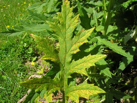 Puccinia Echinopis Obligat Phytoparasitische Kleinpilze