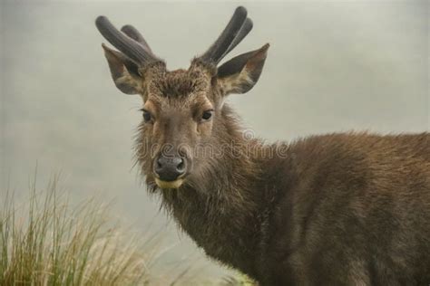 Een Sambar Hert Van Sri Lankan Bevindt Zich Dichtbij De Ingang Aan