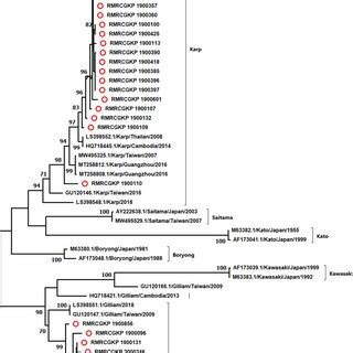 The Phylogenetic Tree Constructed With The Maximum Likelihood Method