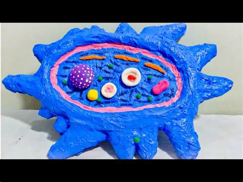 Amoeba Cell Model