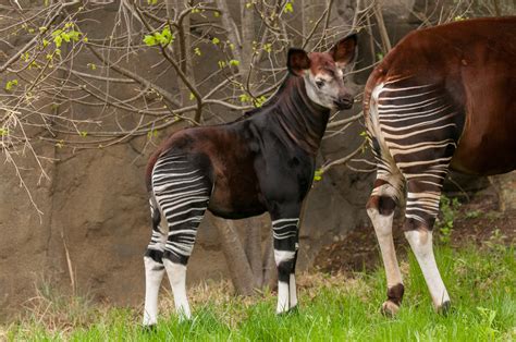 Meet Our Okapi Calf Moyo Cincinnati Zoo And Botanical Garden