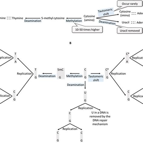 Mutations At Cytosine And 5 Methyl Cytosine A Tautomieric Shift Of Download Scientific Diagram