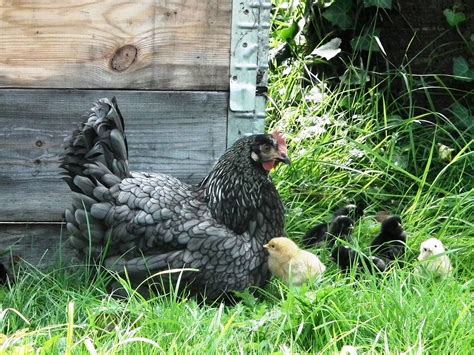 Hühner im eigenen Garten halten Vor und Nachteile