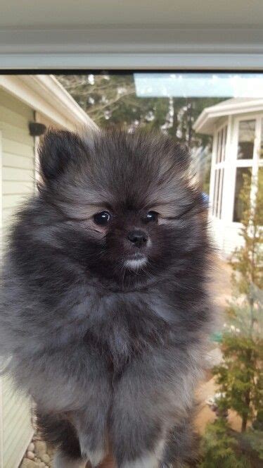 Pomeranian Puppies Gray - Pets Lovers