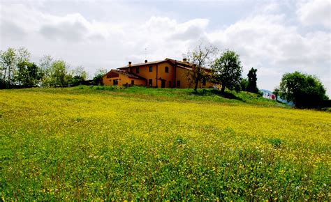 Mustard Weed with Laundry… – 67Steffen.com