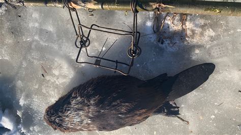 Beaver Trapping Gear For Beginners Essential Gear For Trapping Beaver