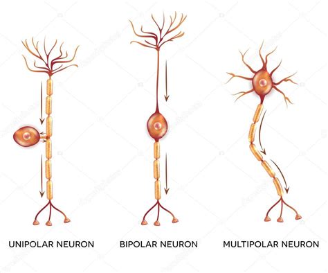 Tipos de neurônios, células nervosas Vetor de ©megija 103276176