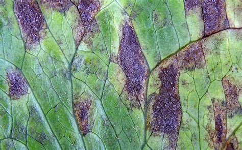 Septoria Leaf Spot On Lettuce Vegetable Pathology Long Island