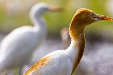 Las Aves Garzas Blancas Egretta Garzetta Est N Paradas En Un Arrozal