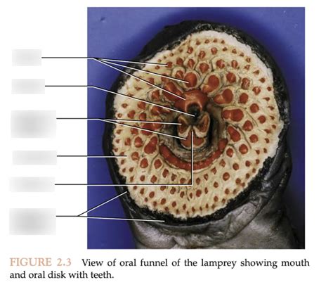 Ca Lab Lamprey External Anatomy Cont Diagram Quizlet