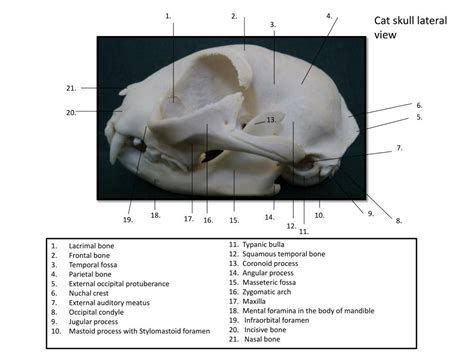 Ppt Cat Svms 2068 Powerpoint Presentation Free Download Id2282838