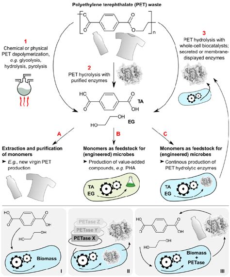 Synthetic Pettrophy In Relation To Other Biocatalytic Strategies For