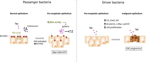 Frontiers Significance Of Streptococcus Gallolyticus Subsp