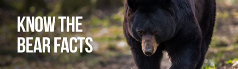 Njdep Fish Wildlife Bears