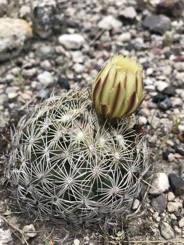 Biznaga Partida De Jaumave Coryphantha Delicata