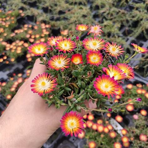 DELOSPERMA Lido Magenta Orange White Fleurir Son Jardin