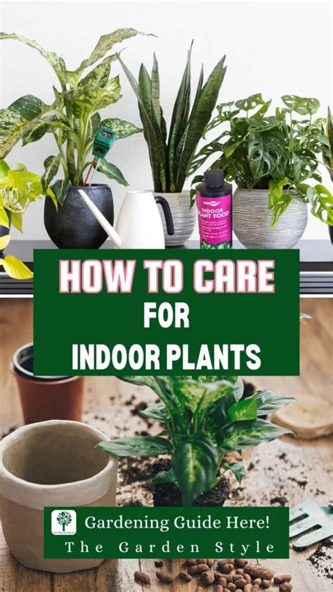 How To Care For Indoor Plants The Garden Style