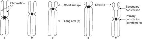 Genetic Andrology And Genetic Engineering Assisted Reproductive Technology Atlas Of Clinical