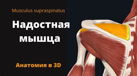 Надостная мышца. Musculus Supraspinatus. Краткий анатомический обзор ...