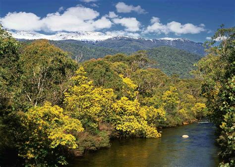 23 Species of Acacia Trees and Shrubs