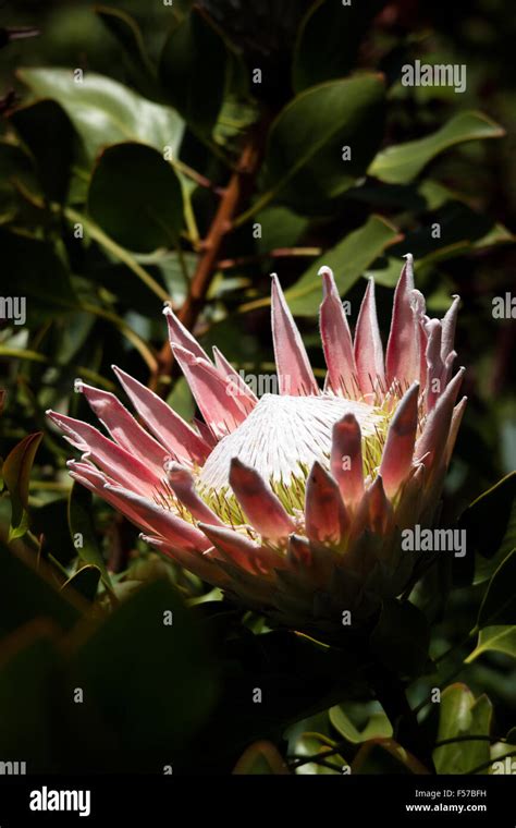 King Protea The National Flower Of South Africa Stock Photo Alamy