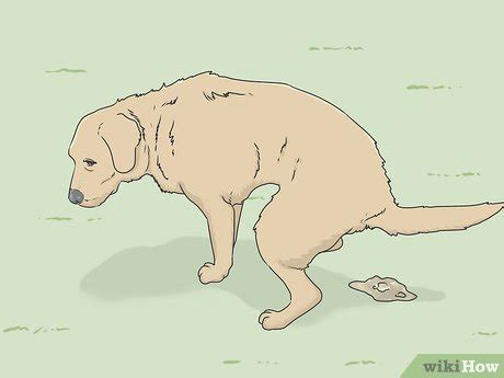 Formas De Tratar La Giardiasis En Los Perros Wikihow