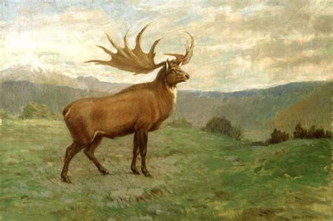 The Irish Elk: What is This Beast, and When and Where Did It Live? - Wide Open Spaces