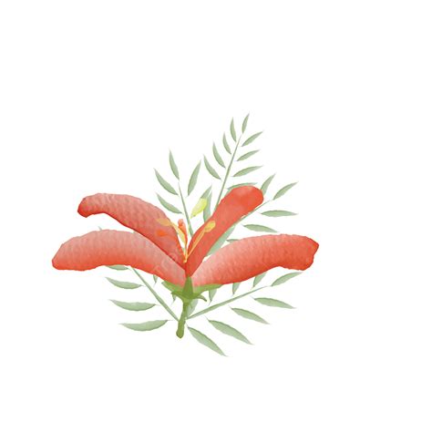 Phoenix Flower Vector Art Png Watercolor Phoenix Flower Design