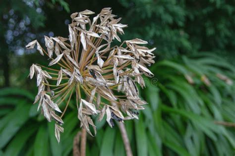 Agapanthus Praecox Or Blue Lily Or Lily Of The Nile Or African Lily