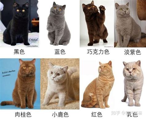 英国短毛猫繁育的秘密之毛色篇 知乎