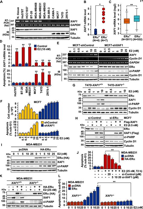 Xaf Promotes E Induced Apoptosis In Er Cells Ac Inverse