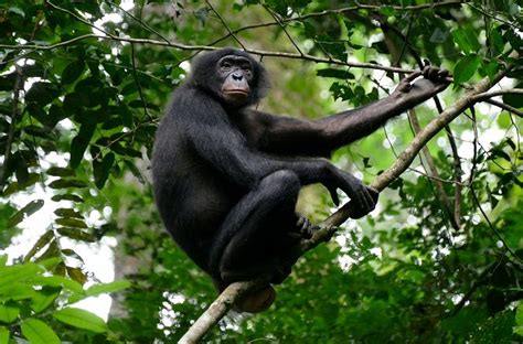 Das Verborgene Leben Der Bonobos Sfd Cz